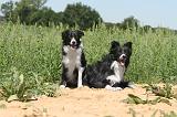 BORDER COLLIE 204